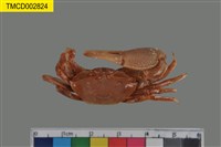 藏品(弧邊管招潮蟹)的圖片